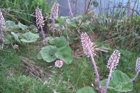 Butterbur by The Wey