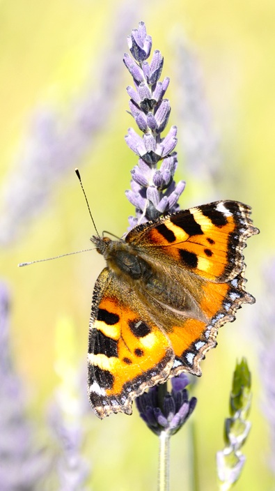 Declining numbers - small tortoishell butterfly