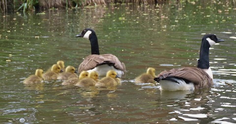 Canadian geese now with chicks.
