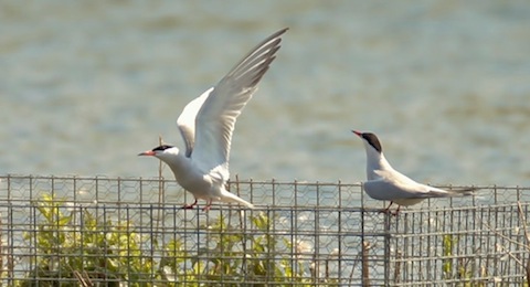 Common terns arrive back at their summer retreat.