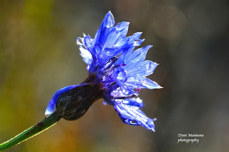Wildflowers, like this cornflower, are less prolific following increased use of herbicides and changes in land use