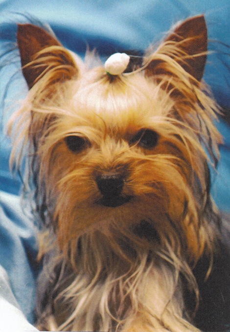 Daisy the twelve -year-old Yminiature Yorkshire terrier fatally attacked by a town centre fox