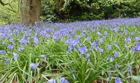 Elsewhere in Surrey bluebells are now in flower.
