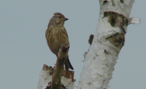 Female linnet on Whitmoor Common.