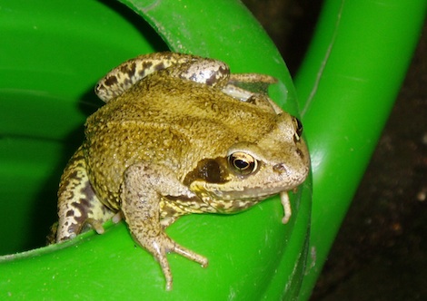 Garden frogs - not so common any more