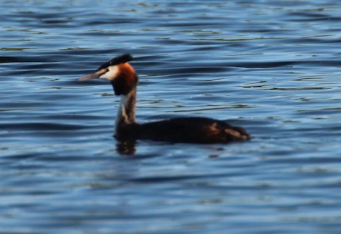 Great Crested grebe on Stoke Lake.