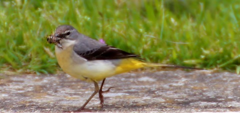 Grey wagtail parent with food for its young.