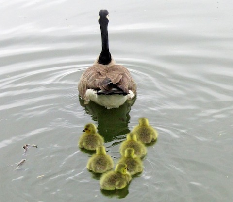 A Canada geese leads her goslings across Broadwater Lake at Farncombe.