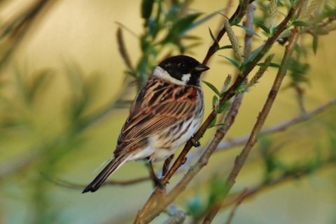 Male reed bunting. One of several now seen near Stoke Lake.