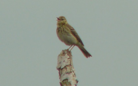 Meadow pipit.