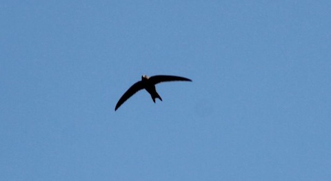 One of two swifts arrive.