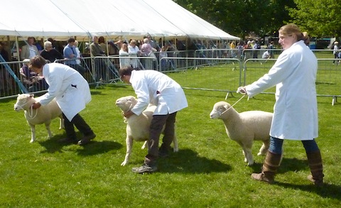 Sharp looking sheep and their handlers.