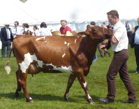 A champion in the dairy cattle competitions.