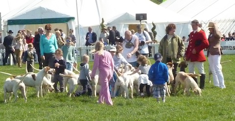 The Surrey Union Hunt invited young people into the Grand Arena to pet the hounds. Veteran Surrey Advertiser photographer Terry Habgood (white T-shirt) gets some close-up shots!