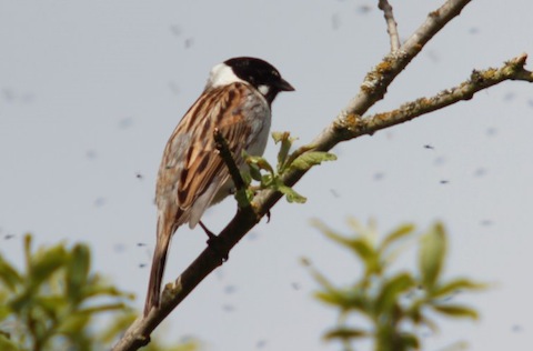 Reed buntings can regularly seen from the  new boardwalk at the Riverside nature reserve at Stoke Lake.