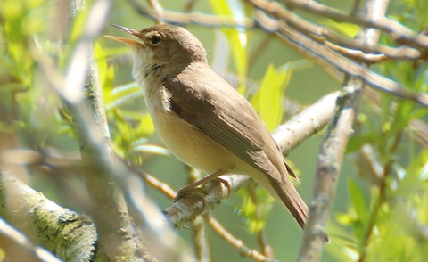 Reed warbler: often elusive but showing off for the camera here.