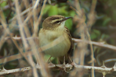 A sedge warbler allows me a close up shot.