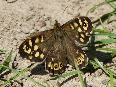 Speckled Wood.