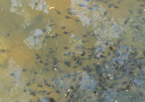 Countless Surrey tadpoles at Birtley House on May 25. One sign of hope for our wildlife but the attrition rate is fearsome.
