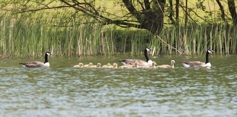 Two Canada geese families unite.