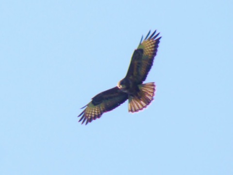 Common buzzard over Chinthurst Hill.