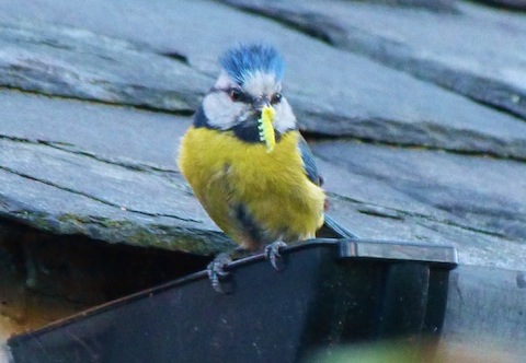 Blue tit with young nearby to feed.