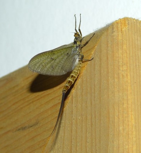 A mayfly – this one in my front room!