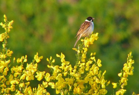 Male reed bunting sitting on top of a broom bush in full flower.