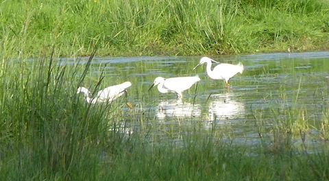 Three little egrets feeding at Shalford Meadows.