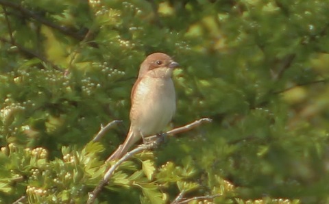 Female red-backed shrike on Pewley Down.