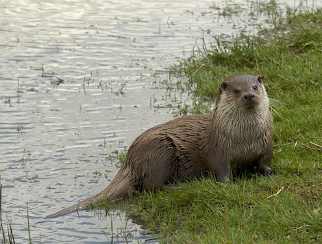 Otters, like this one, have not been spotted in the county since the 1960s - Photo Nicholas Armitt