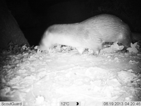 An otter photographed by 'trigger cam' at night somewhere by the River Wey - Photo Surrey Wildlife Trust
