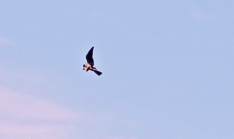 A hobby feeding on dragonflies while on the wing.