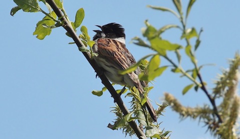 A male reed bunting continues  to call at The Riverside nature reserve.