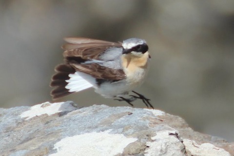 An action shot of a Wheatear once commonly known as white-arse due to its distinctive white rump.