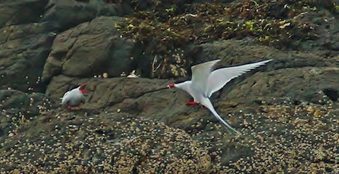Arctic terns.