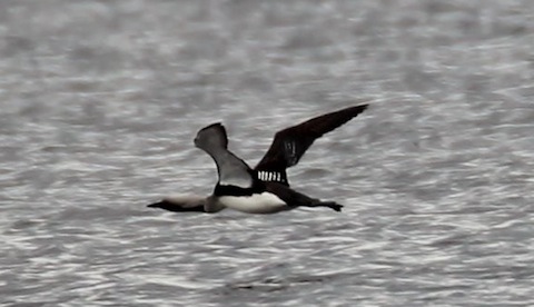 Black-throated diver in flight.