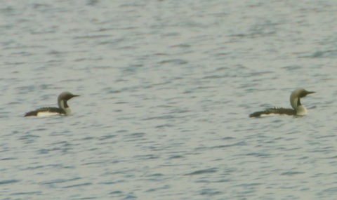 Black-throated divers on a loch near Aviemore.