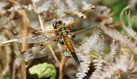 Broard- bodied chaser (female).
