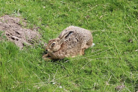 Brown hare seen in Findhorn Valley.