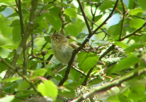 A chiffchaff. Can you spot the different between it and a willow warbler?