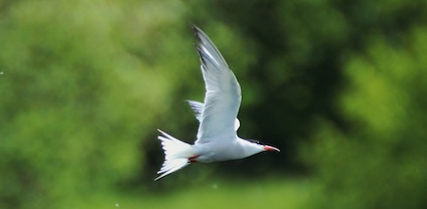 Common tern at Stoke Lake off to catch a fish for his wife.