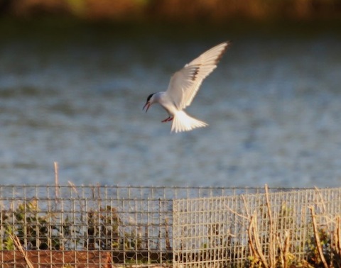 Common tern returns to its raft at Stoke Lake.