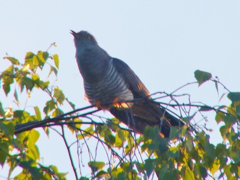 Cuckoo calling in the late evening sun on Whitmoor Common.