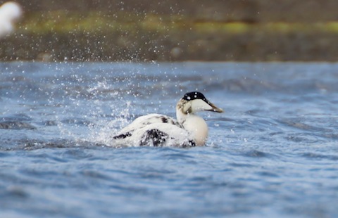 Drake eider duck enjoying a bit of a splash.