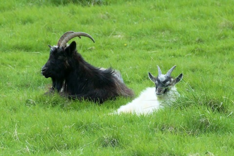 Feral goats still surviving after being left behind in the Highland clearances.