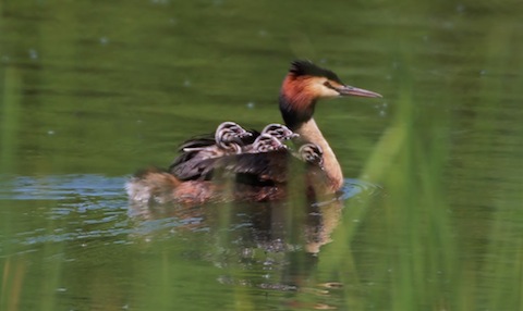Great crested grebe takes her chicks on a maiden voyage.