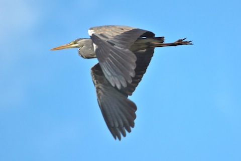 Grey heron at Stoke Lake.