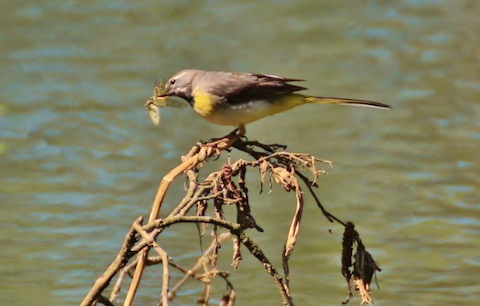 A grey wagtail collecting Mayflies to feed young near Bowers Lock.