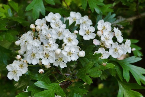 Hawthorne, also known as Mayflower, now in blossom.